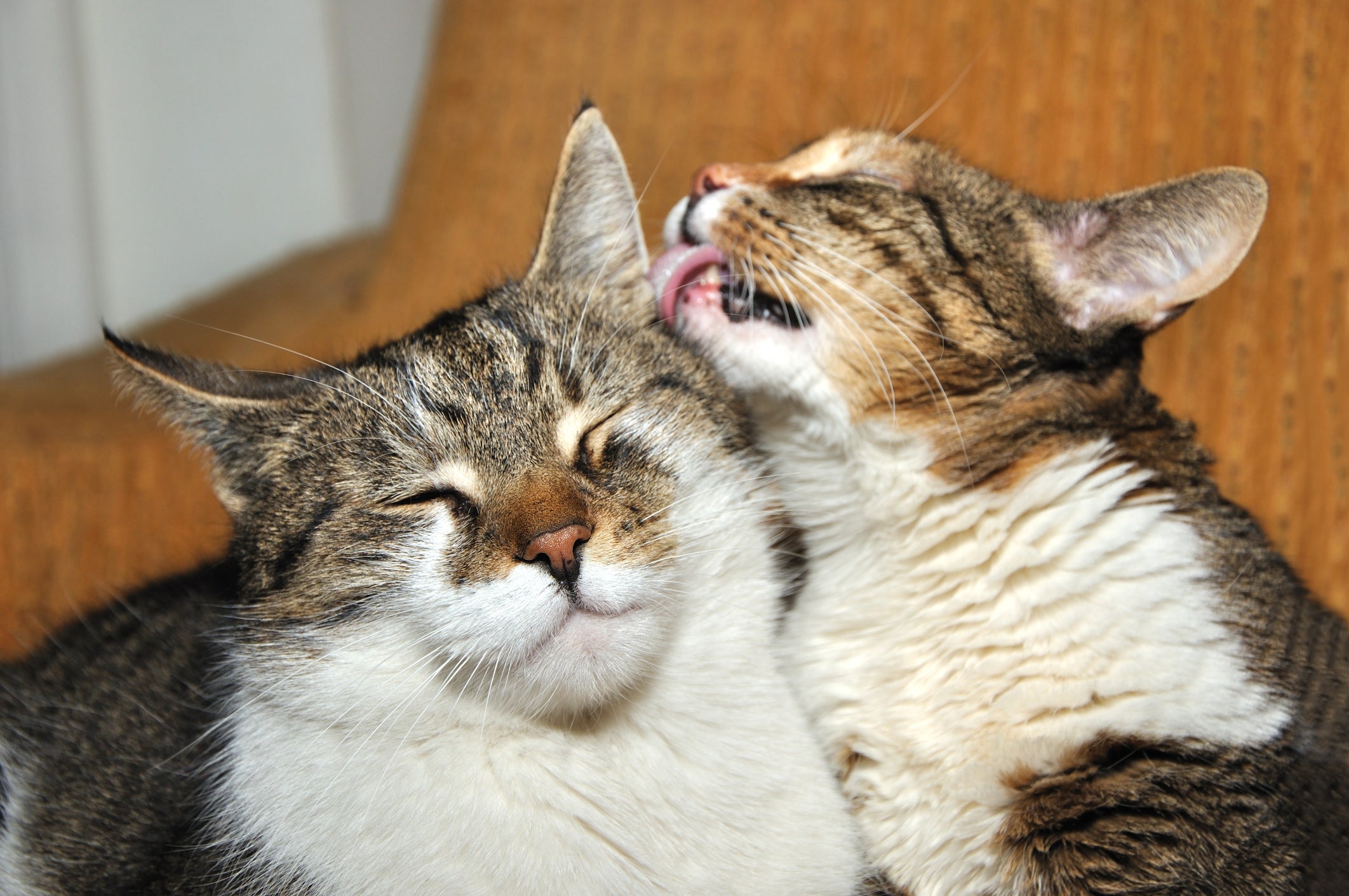 Você pode adotar gato novamente quando o seu pet se mostra carente e fica muito tempo sozinho