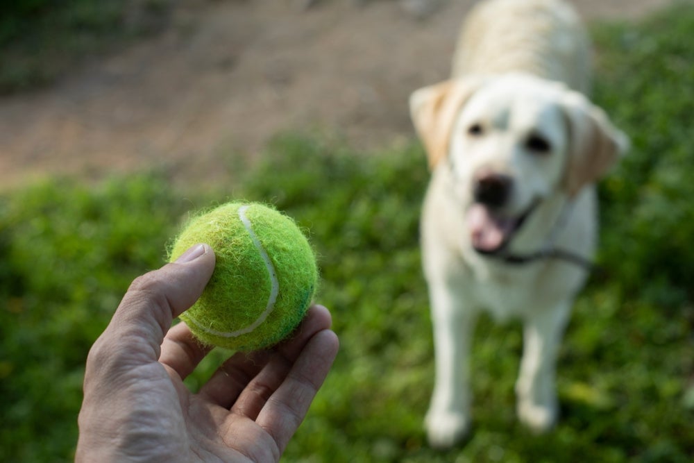 As bolas para cachorros de tênis não são as melhores opções