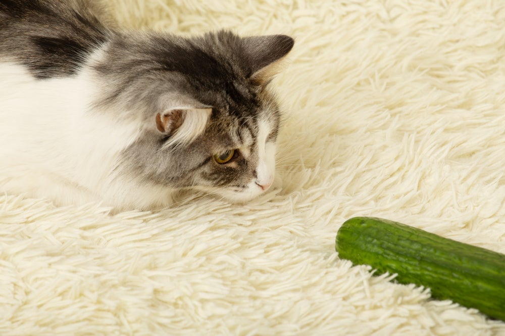 Gato tem medo de pepino porque ele lembra um predador peçonhento