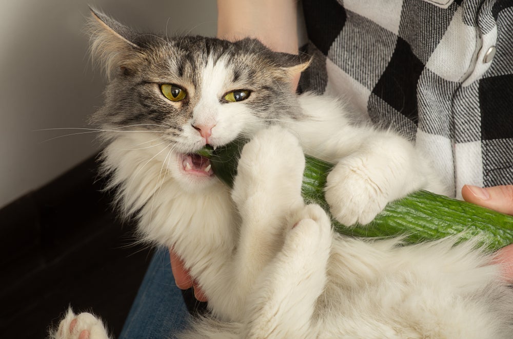 O medo de gato por pepino está relacionado ao instinto de proteção da espécie 