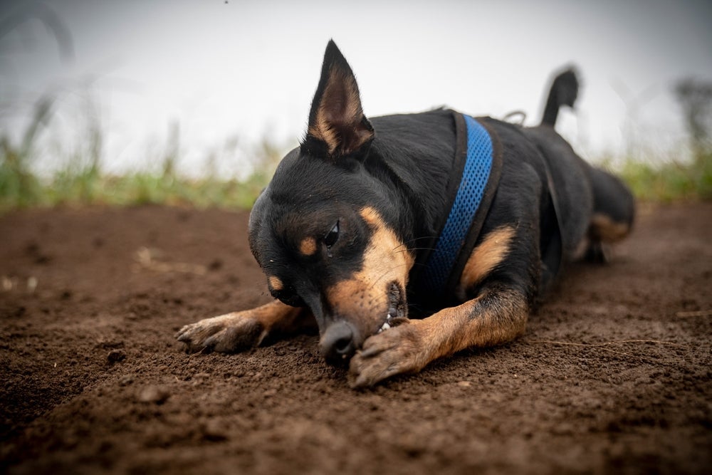 O cachorro lambendo muito a pata pode precisar de ajuda