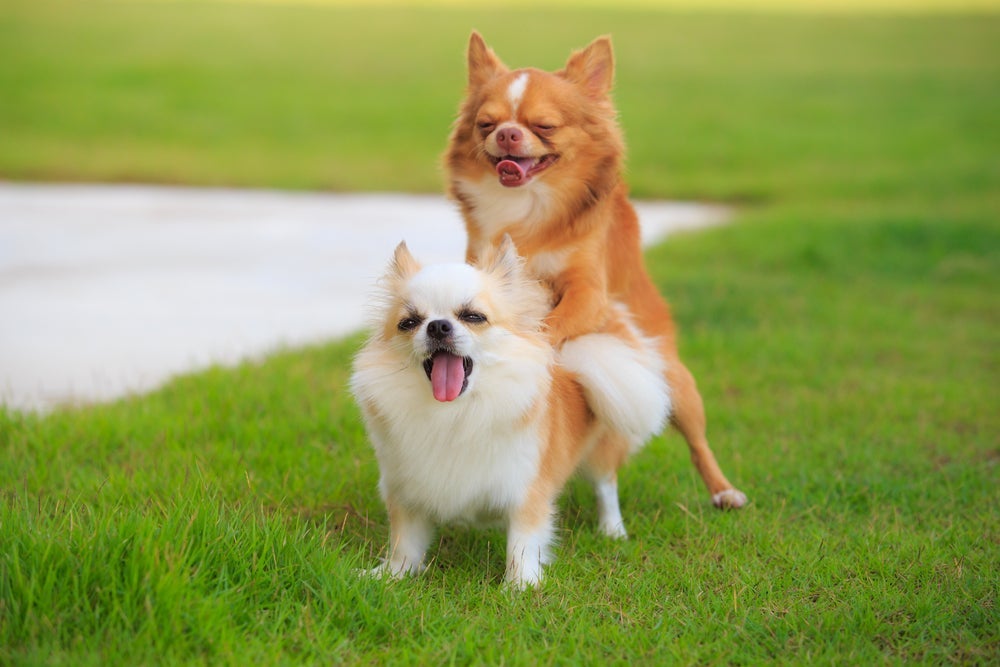 O cachorro grudado na cadela pode dar lambidas no rosto da fêmea
