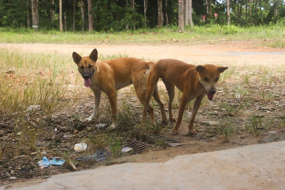 Quanto tempo o cachorro fica grudado após acasalar depende da raça e porte do cão