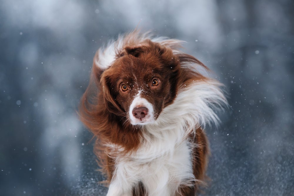 Cachorro se sacudindo muito ou toda hora precisa de atenção