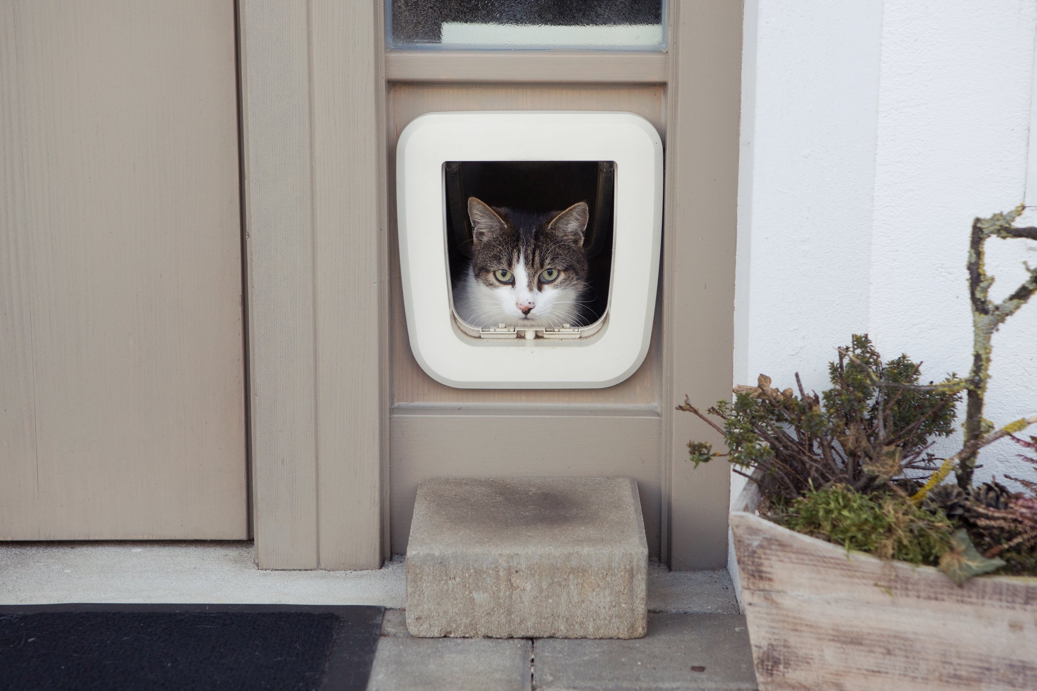 Instale a porta para gatos em pontos estratégicos da sua casa