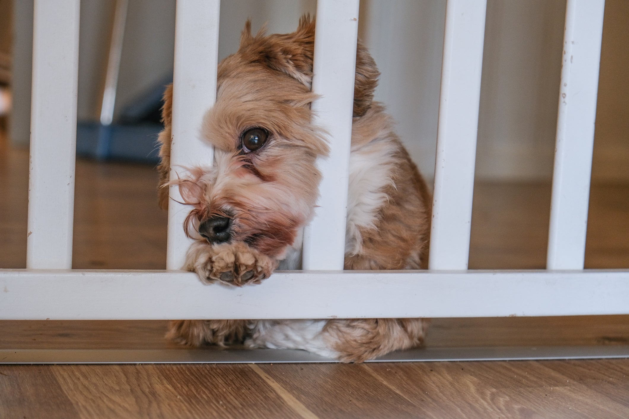 É possível encontrar o acessório de vários modelos, como o portão para cachorro sanfonado