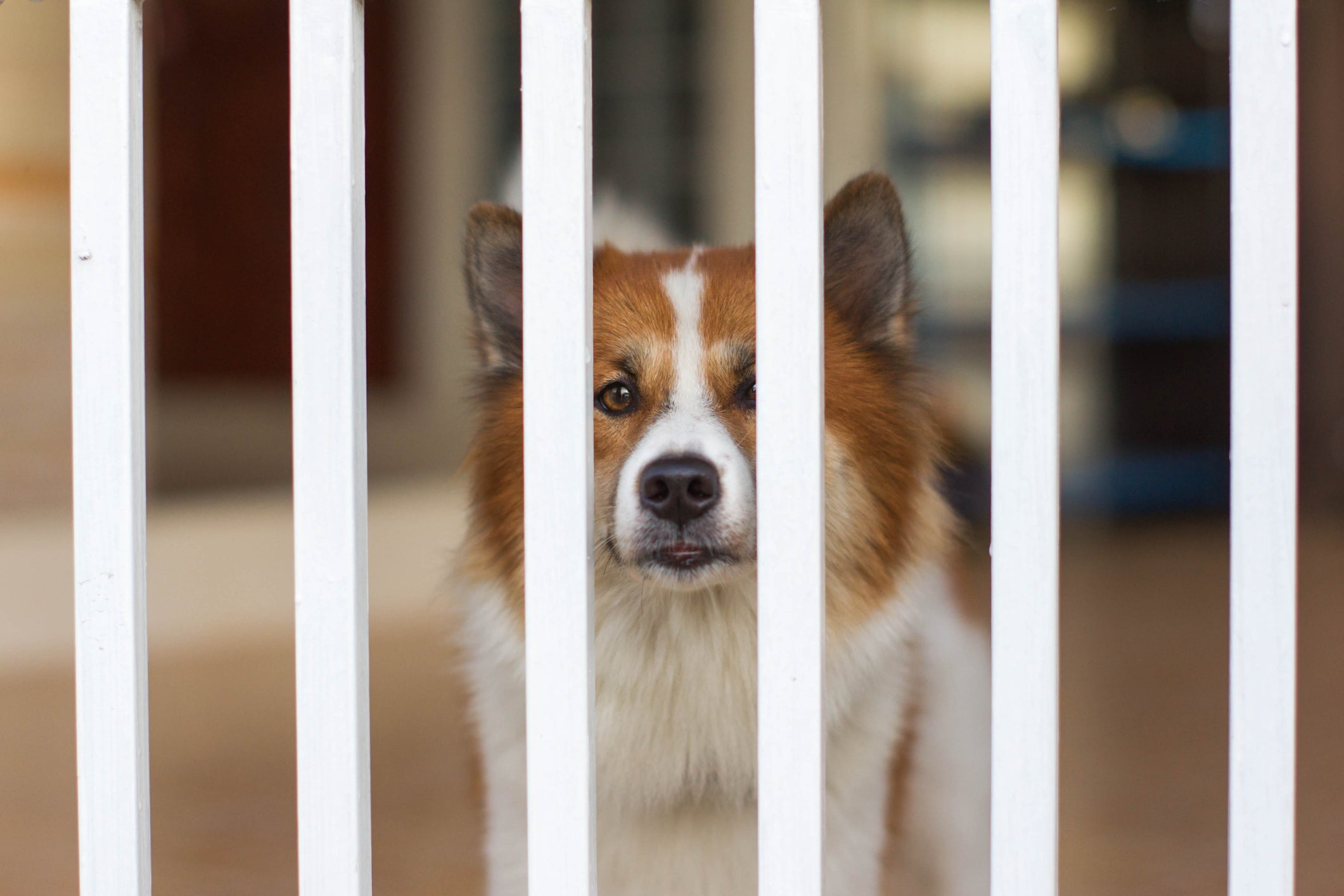 Alguns cachorros ficam estressados com o portão de segurança. Saiba como deixa-los mais calmos quando estiverem presos