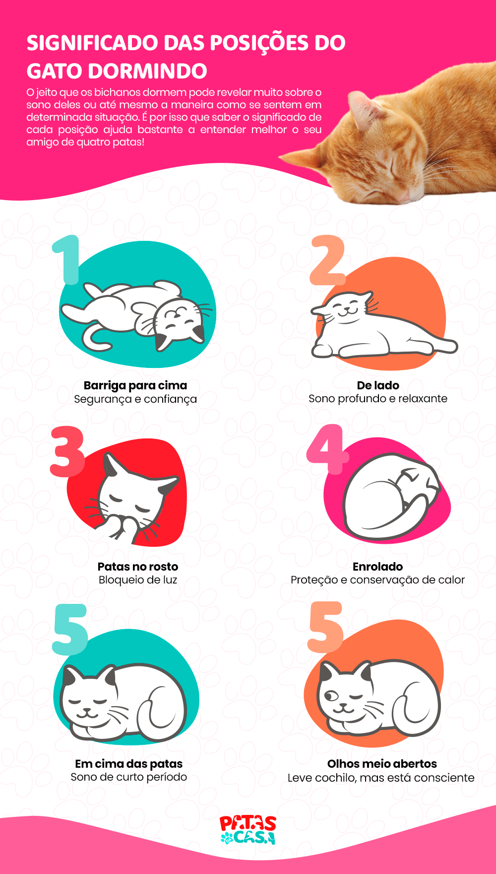 O gato dormindo pode assumir várias posições, e cada uma delas tem um significado diferente