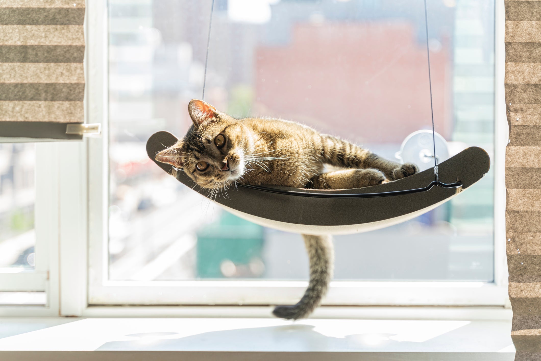 A cama suspensa faz sucesso entre os gatinhos