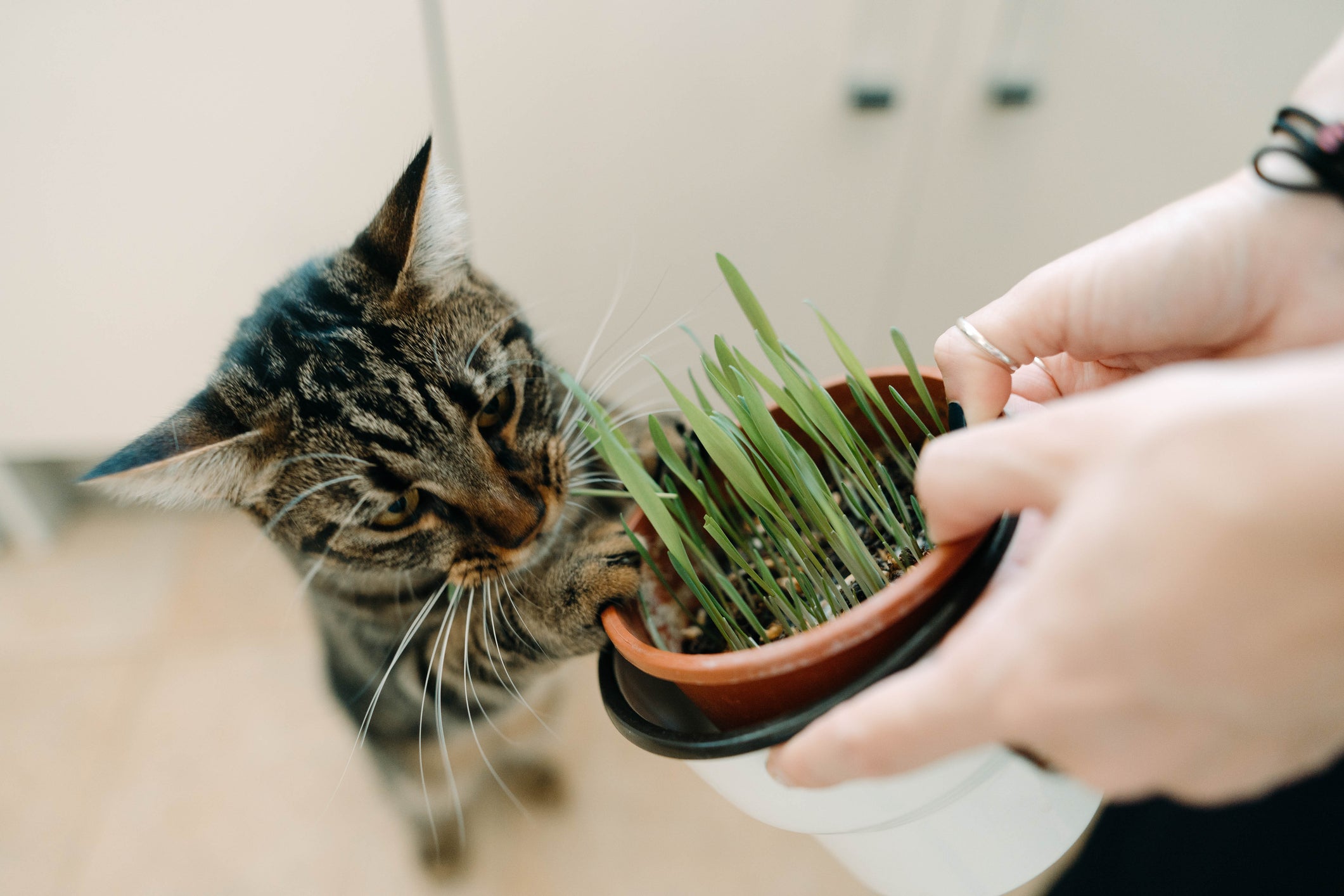 O catnip é ótimo para brincar e estimular os gatos