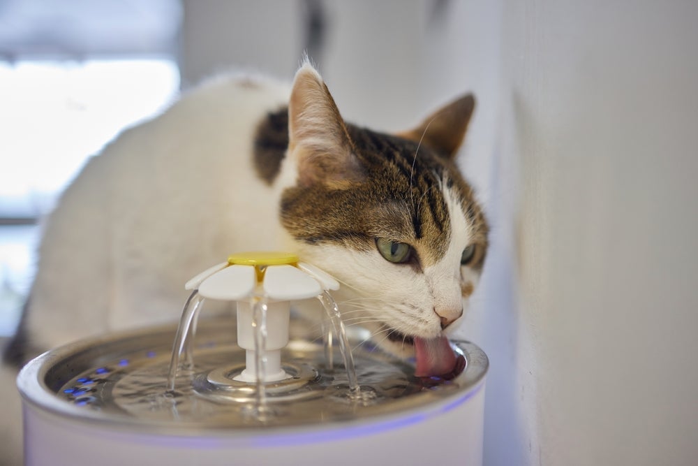 Fonte de água para gatos aumenta a ingestão hídrica dos pets