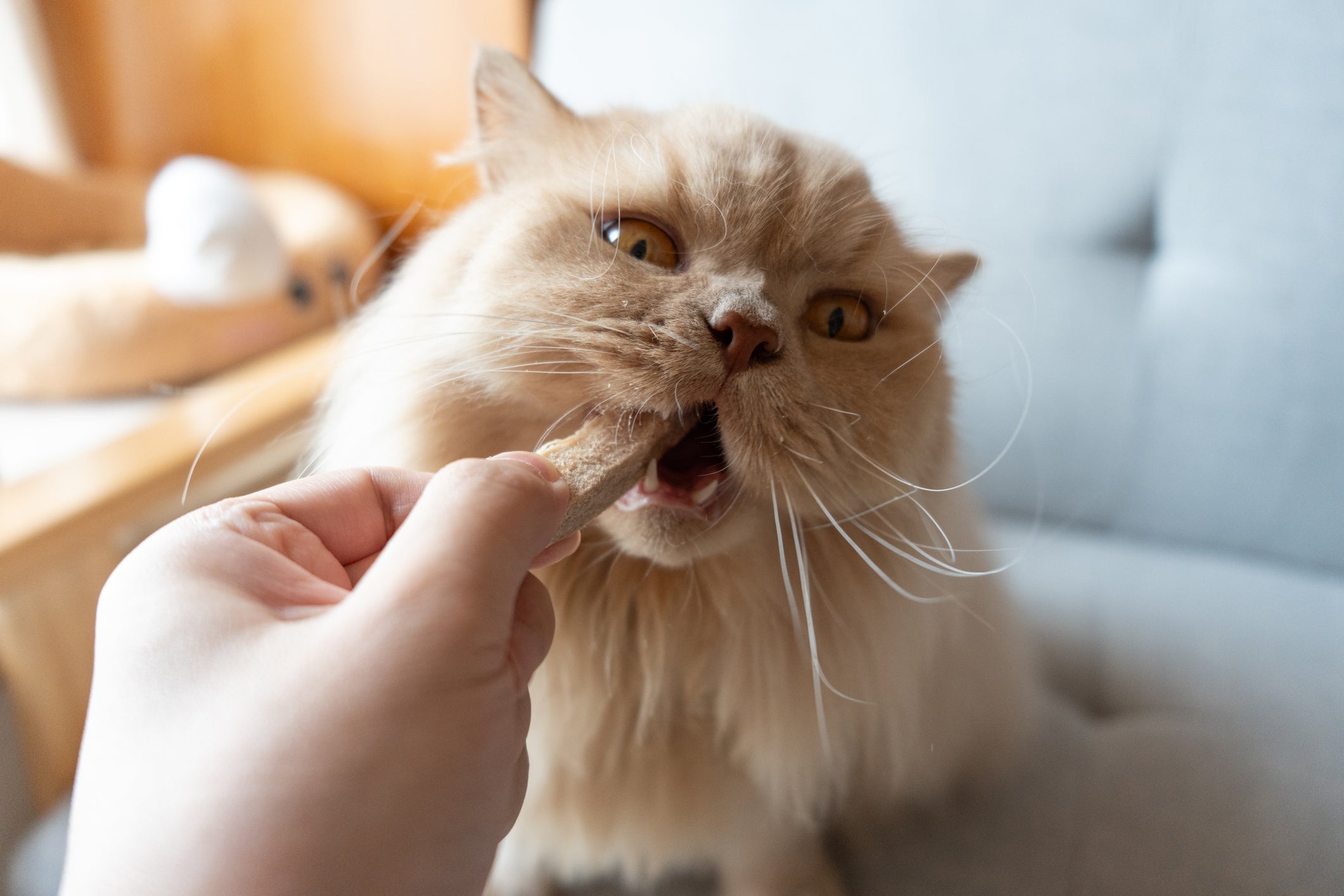 Com um petisco, gato fica muito feliz