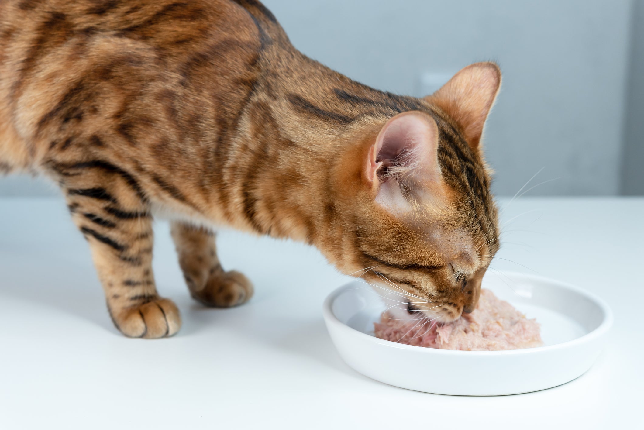 O sachê para gatos é a comida preferida de muitos peludos