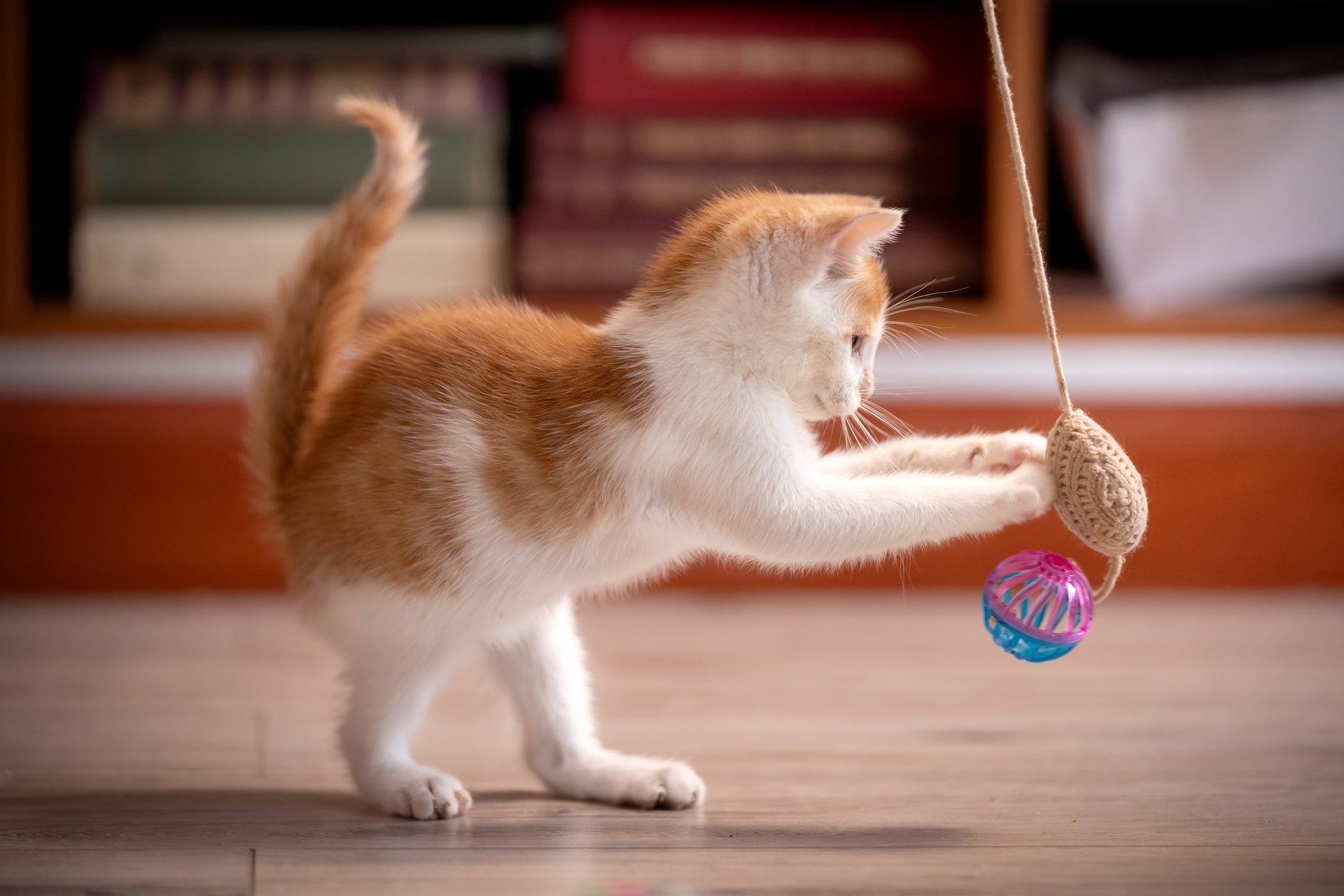 A varinha de gato é um brinquedo perfeito para os felinos