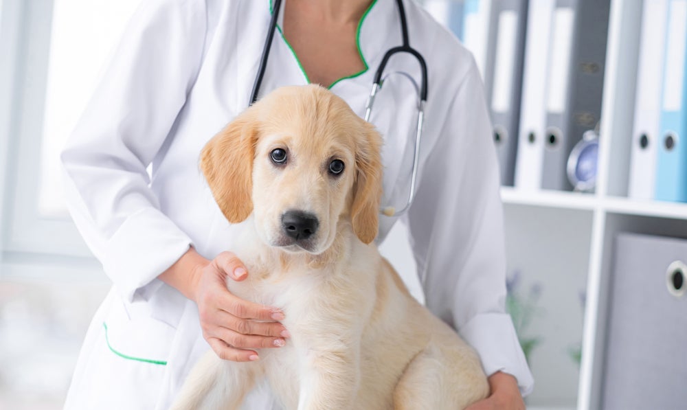 Casos de priapismo em cães são confirmados após avaliação dos sintomas e palpação