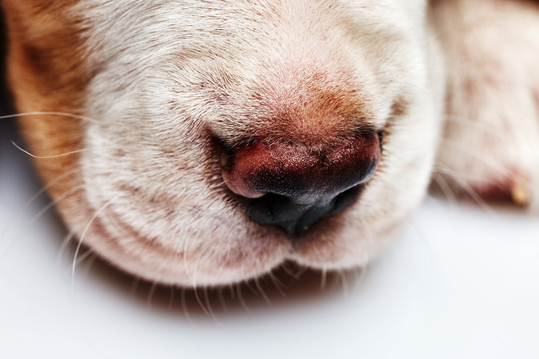 Cachorros que comeram abelhas e são alérgicos ficam com o focinho inchado