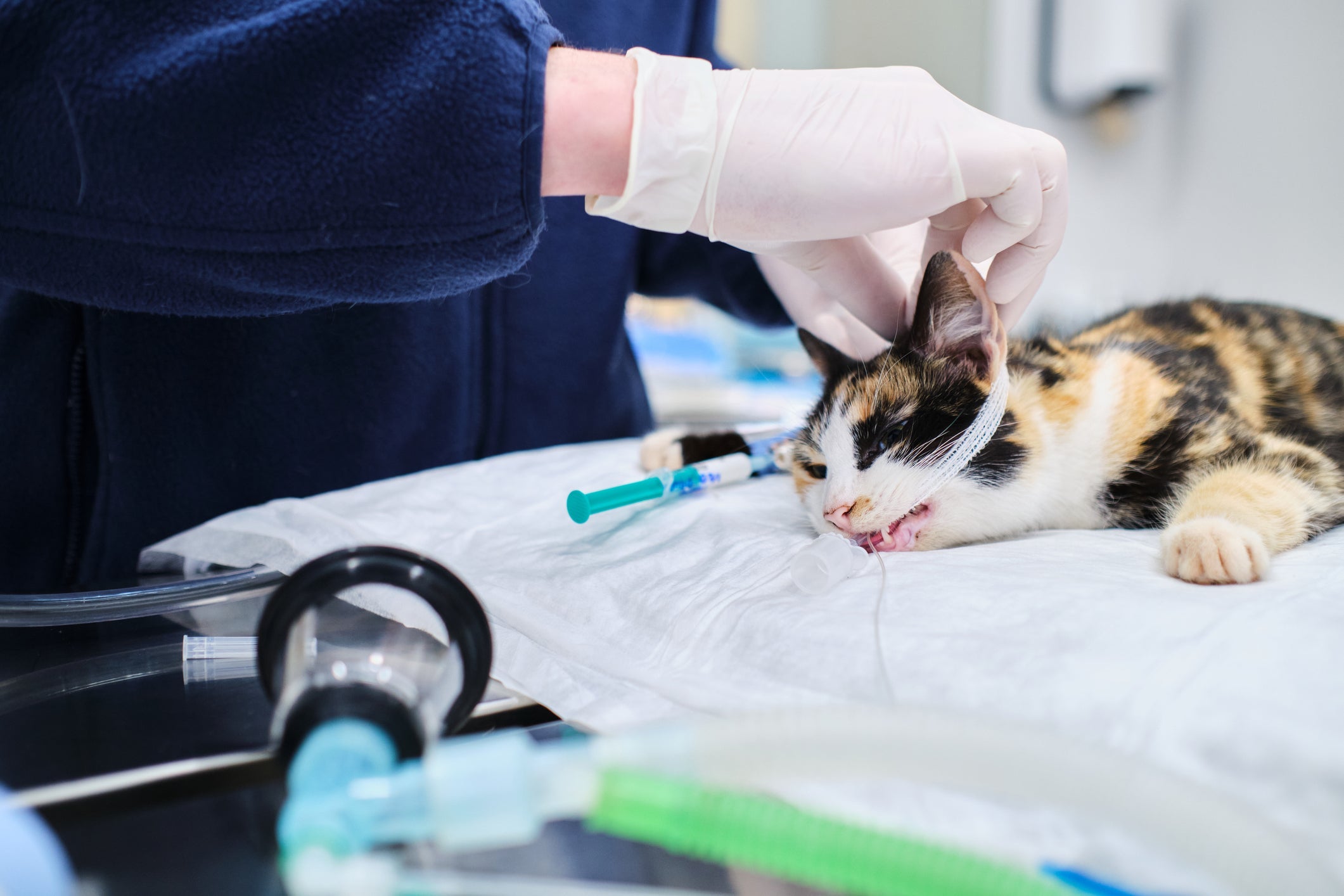 Doença de gato: FeLV, FIV e várias outras precisam ser diagnosticadas rapidamente pelo veterinário