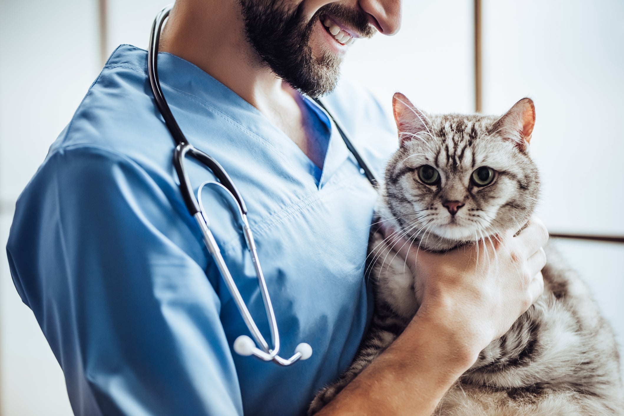 Algumas dicas podem ajudar o seu gato machucado até a chegada na emergência