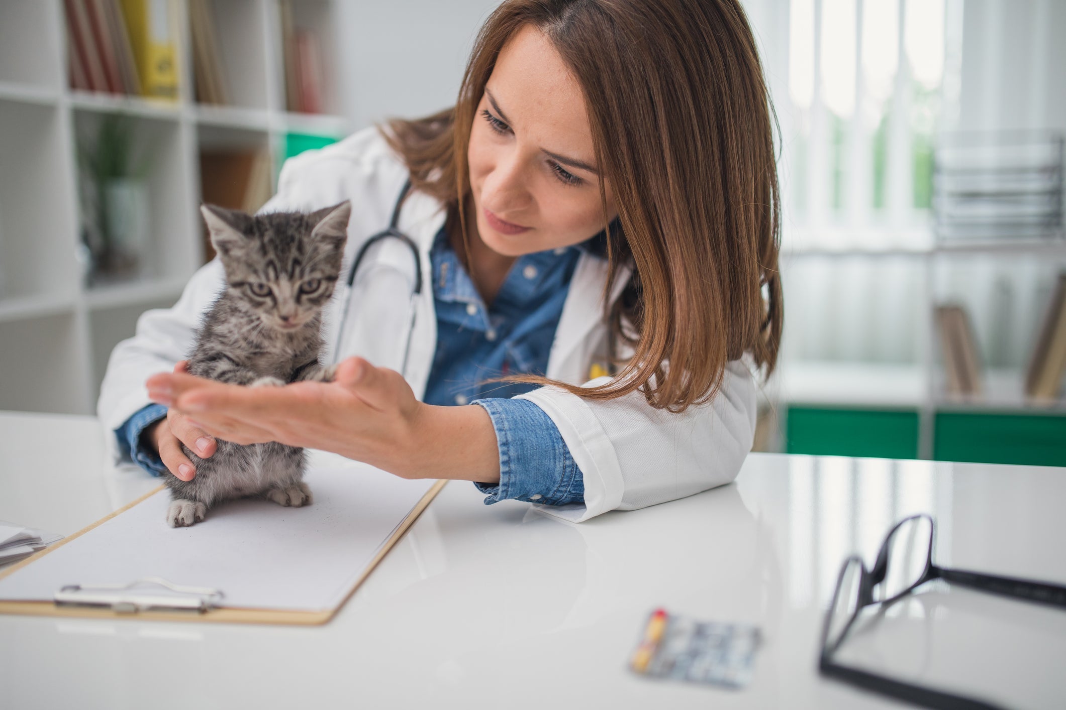 O probiótico para gatos precisa ser receitado pelo médico veterinário