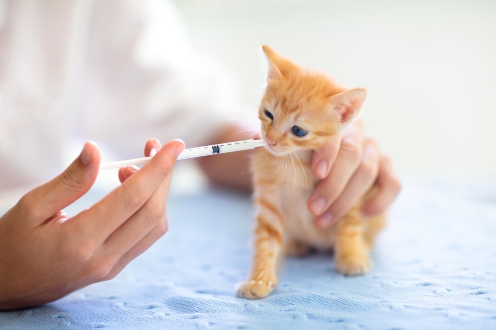 O melhor jeito de dar probióticos para gatos é utilizando uma seringa e aplicando diretamente na boca
