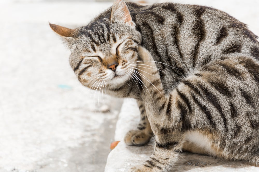 Doença de pele: gato se coçando muito pode ser indício de vários problemas
