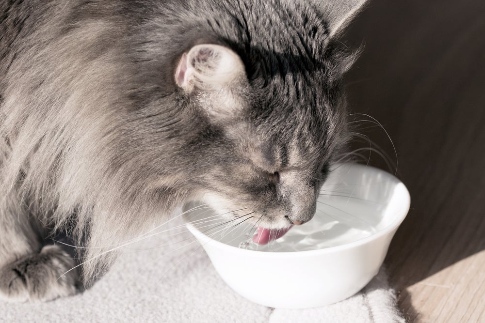 Para prevenir a doença renal em gatos, incentivar a hidratação do felino é um cuidado importante