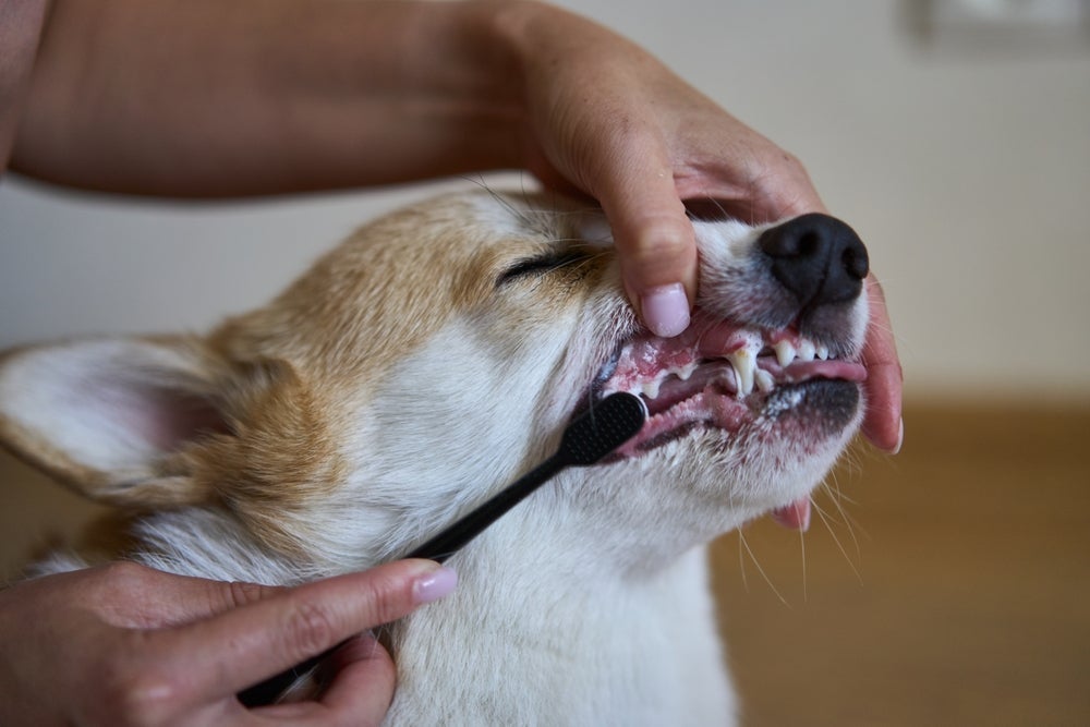 A escovação regular dos dentes do cachorro ajuda a prevenir boa parte dos problemas bucais