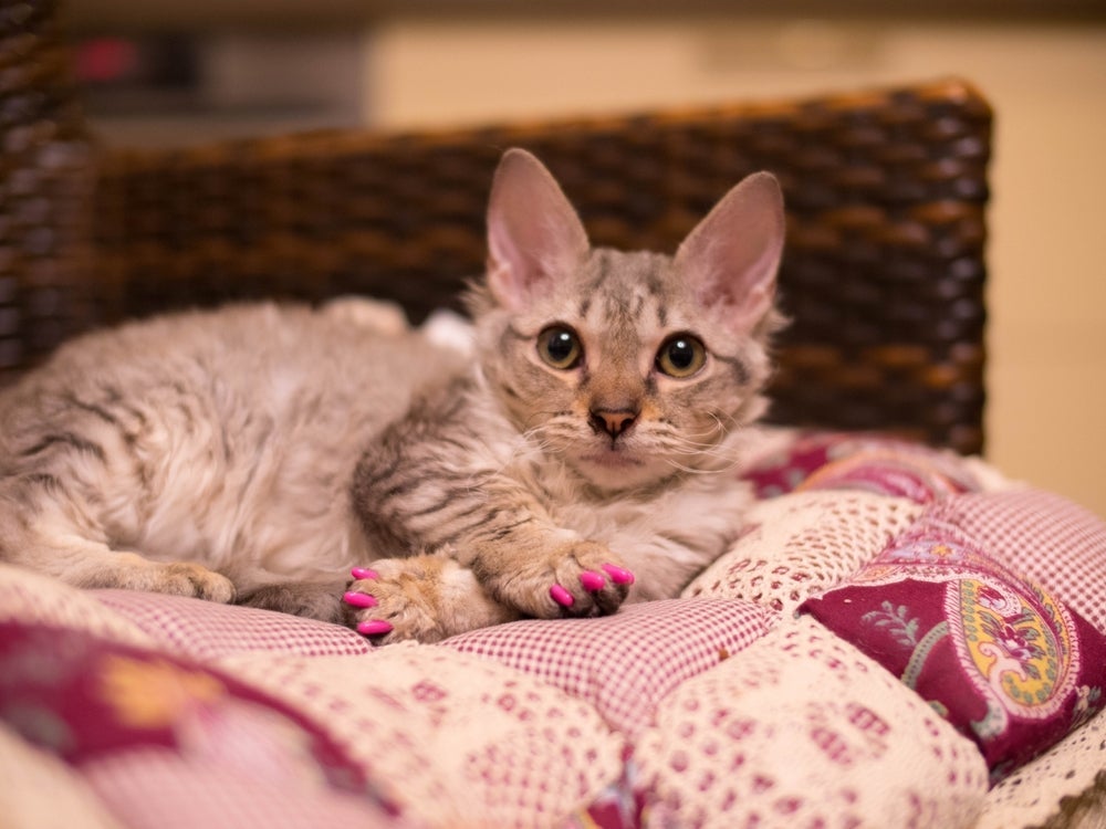 Mais um dos produtos para pet contraindicados é o protetor de unha para gatos