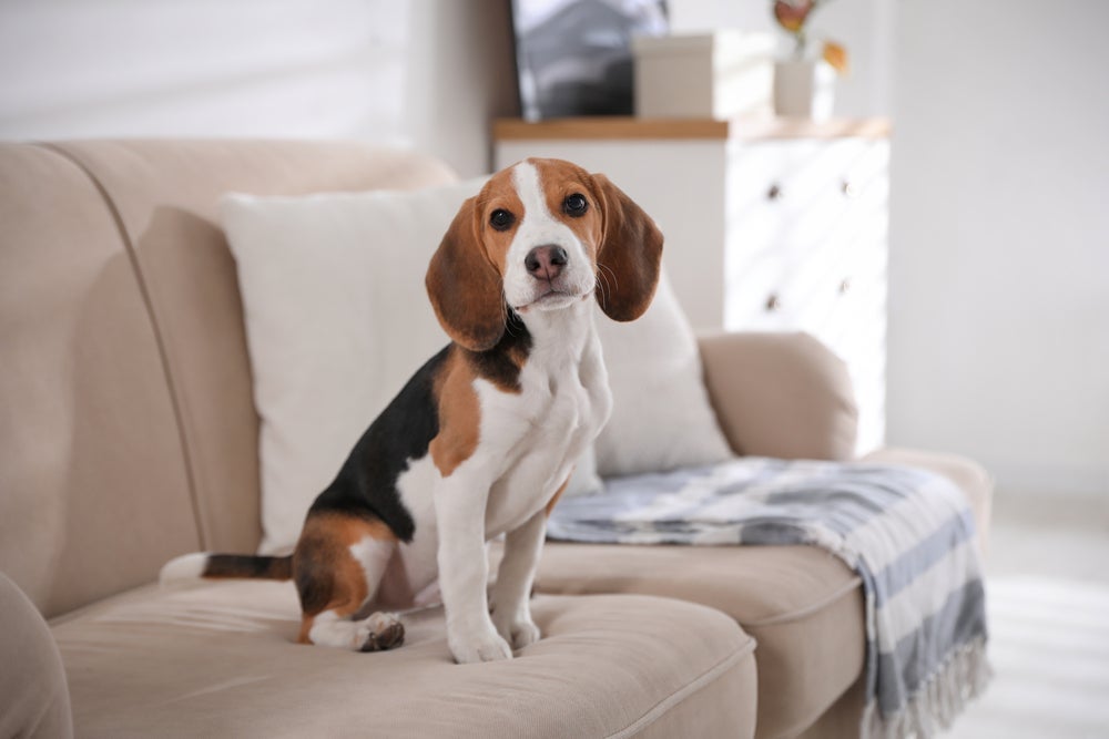 Cães da raça Beagle eram frequentemente utilizados como cobaias em testes.