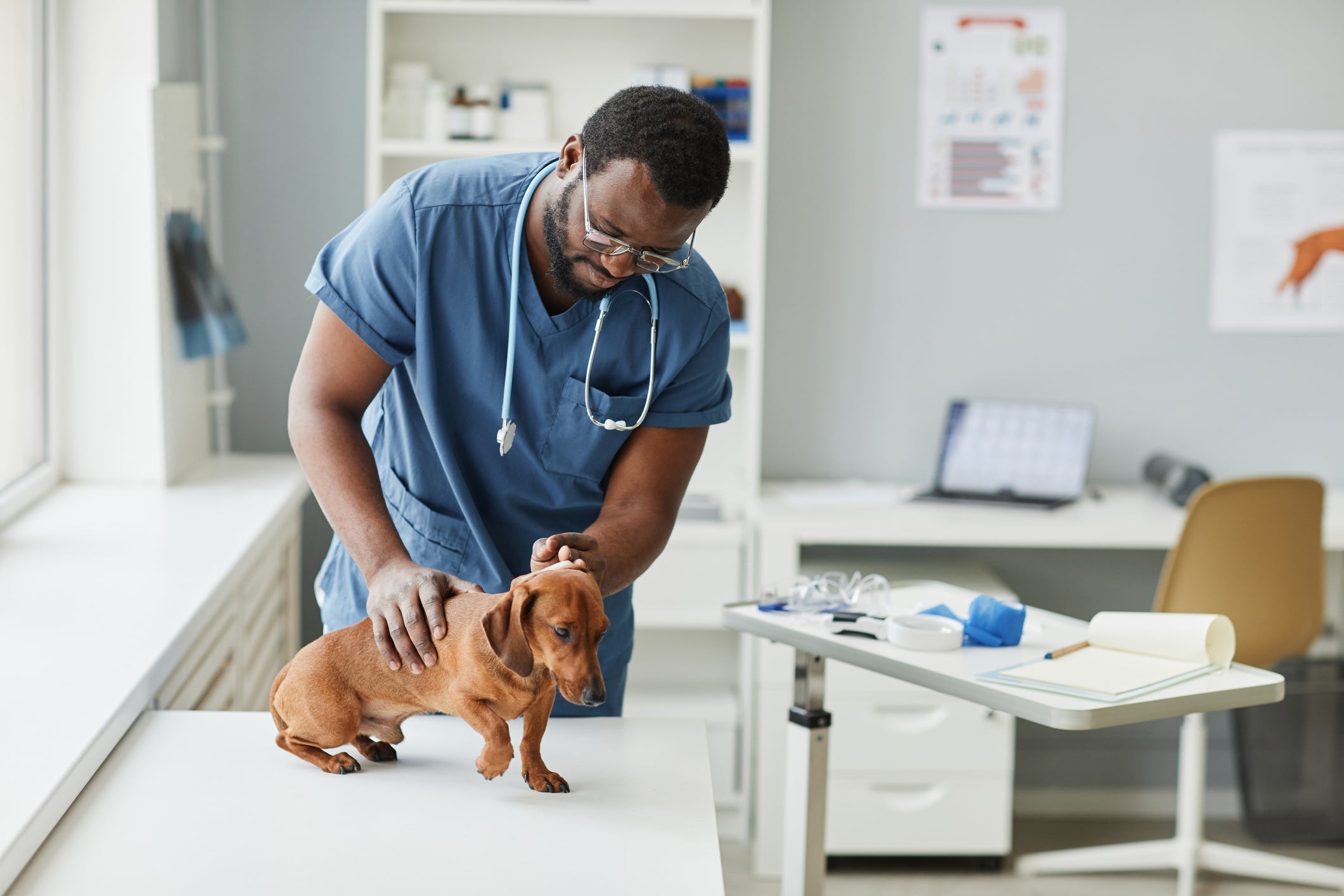 Ao ver as fezes de cachorro com gosma - amarela, branca ou qualquer cor - leve o cãozinho ao veterinário