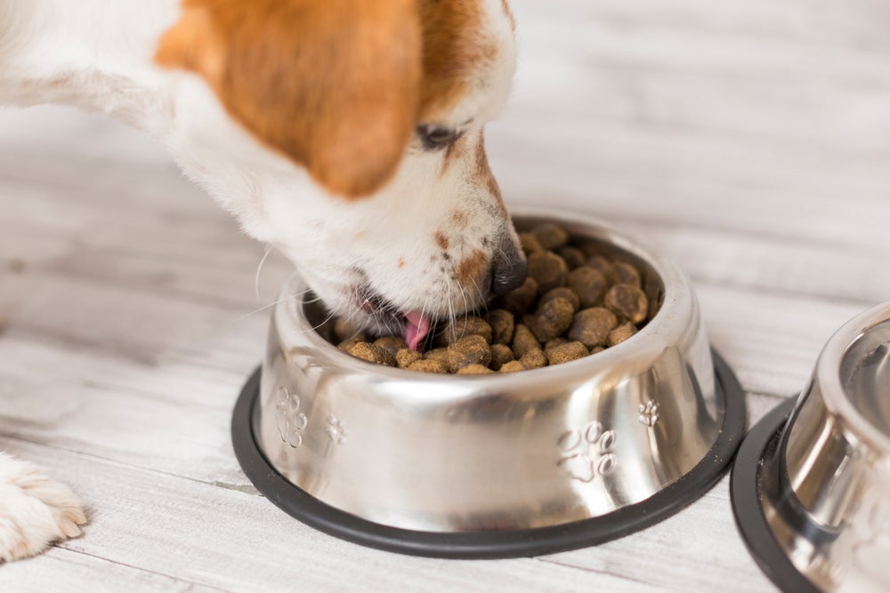 A quantidade de proteína para cachorro deve ser adequada ao porte