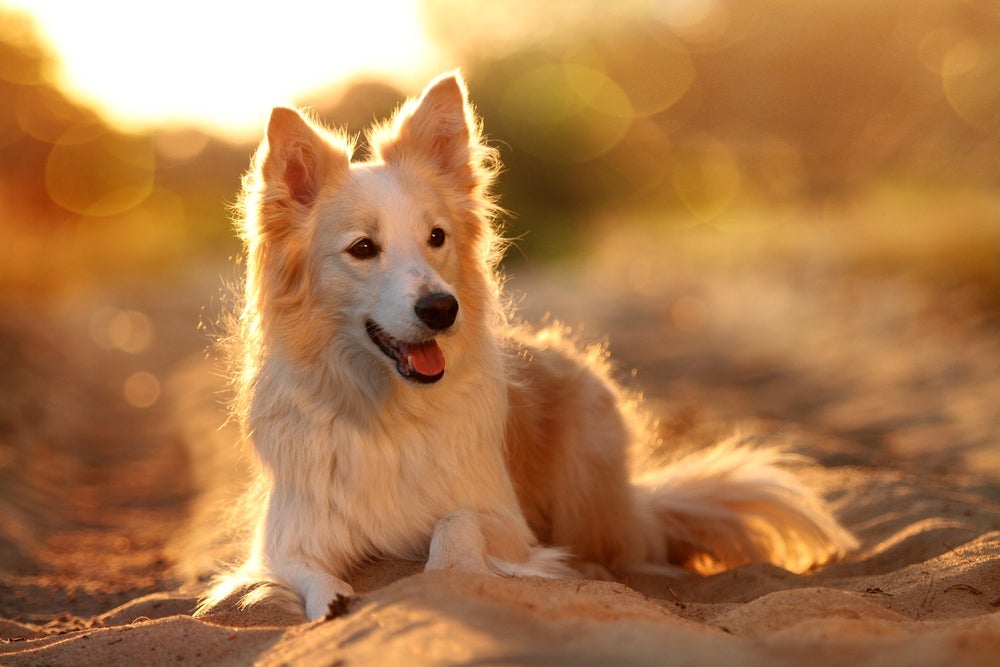 O protetor solar para cachorro protege o animal durante os passeios