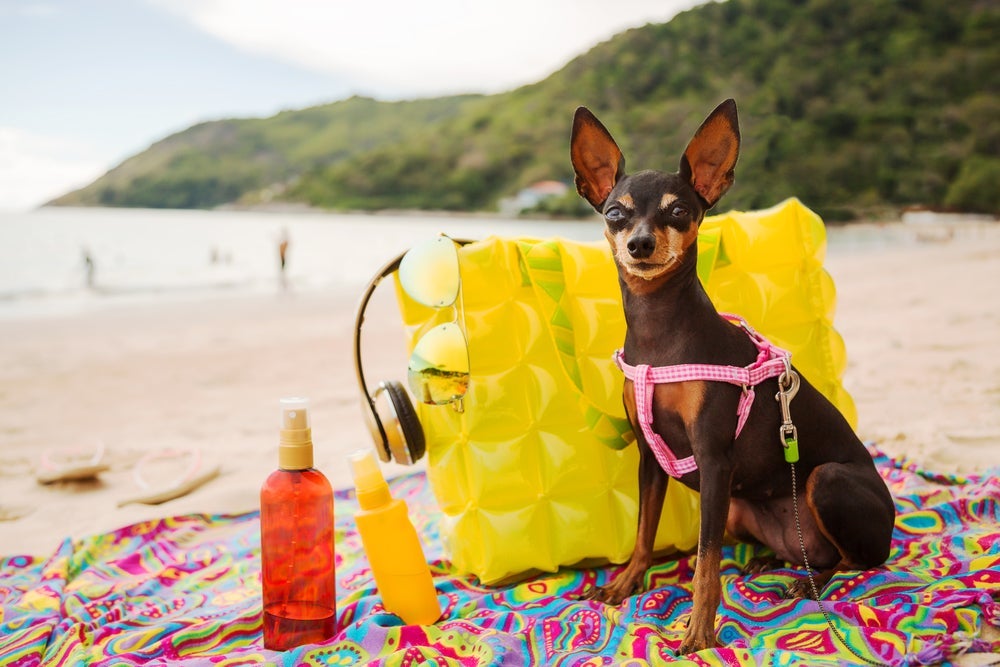 Ao passear com cachorro na praia, não esqueça do filtro solar