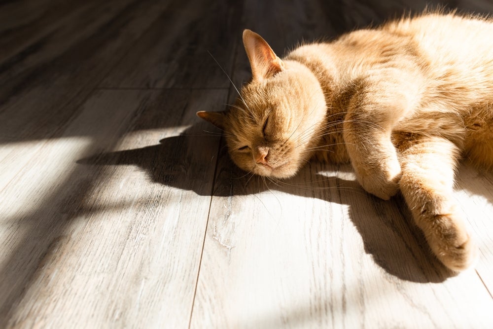 Protetor solar para gatos é necessário durante os banhos de sol