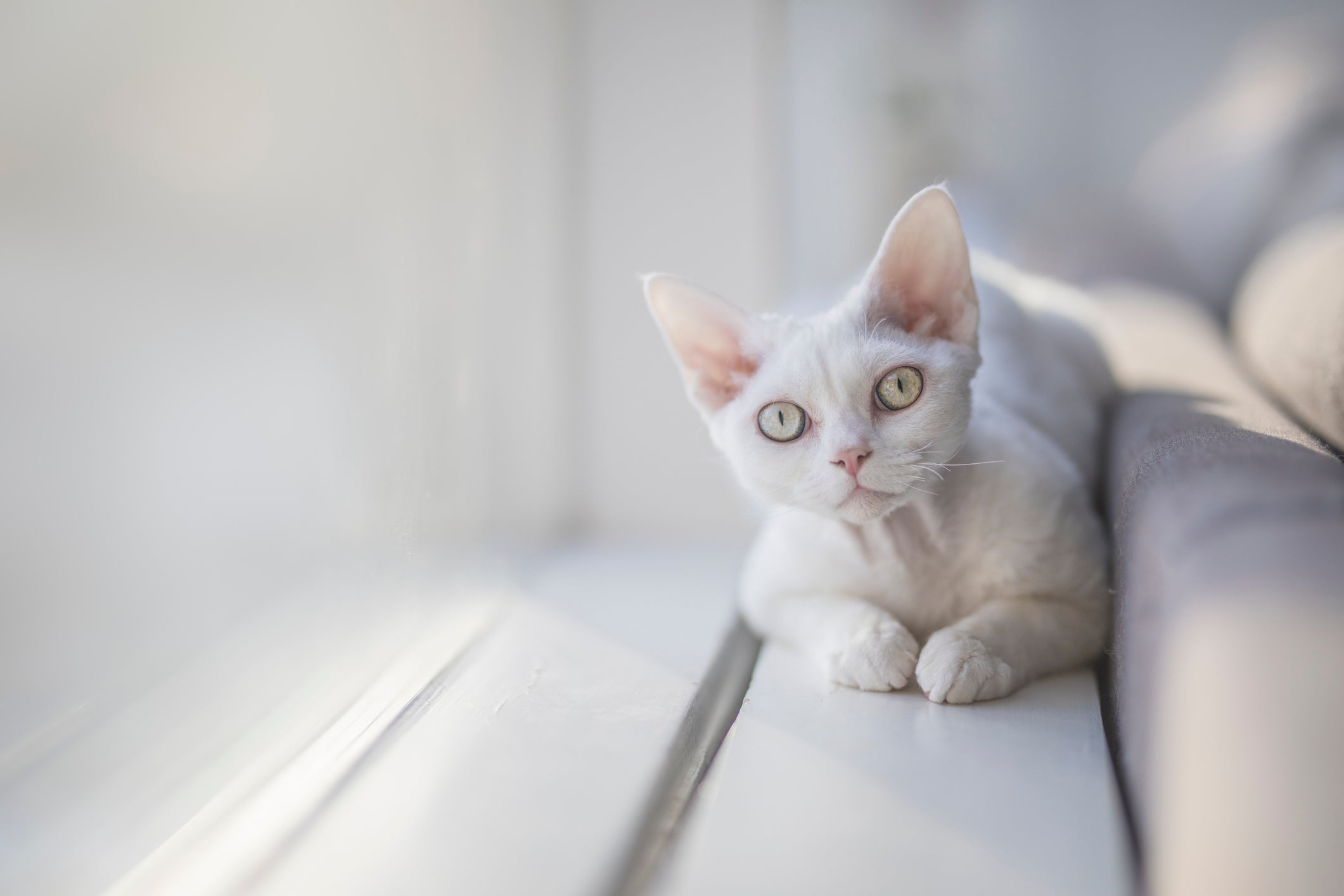 Os gatos sem pelo ou com a pelagem clara estão mais expostos aos danos causados pelo sol