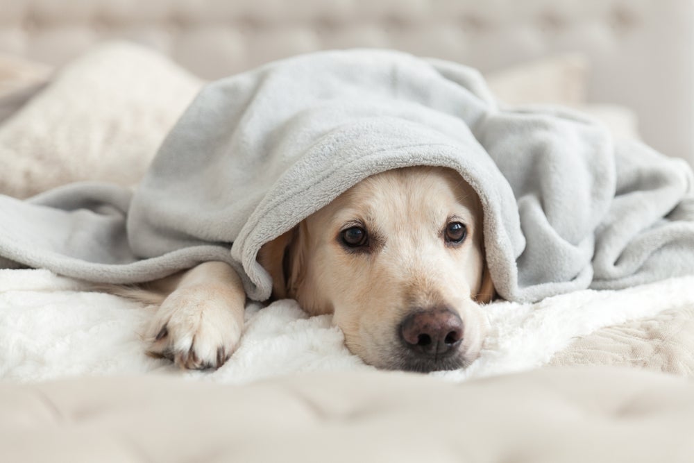 Psicólogo de cachorro pode ajudar em casos de cão com ansiedade ou depressão.