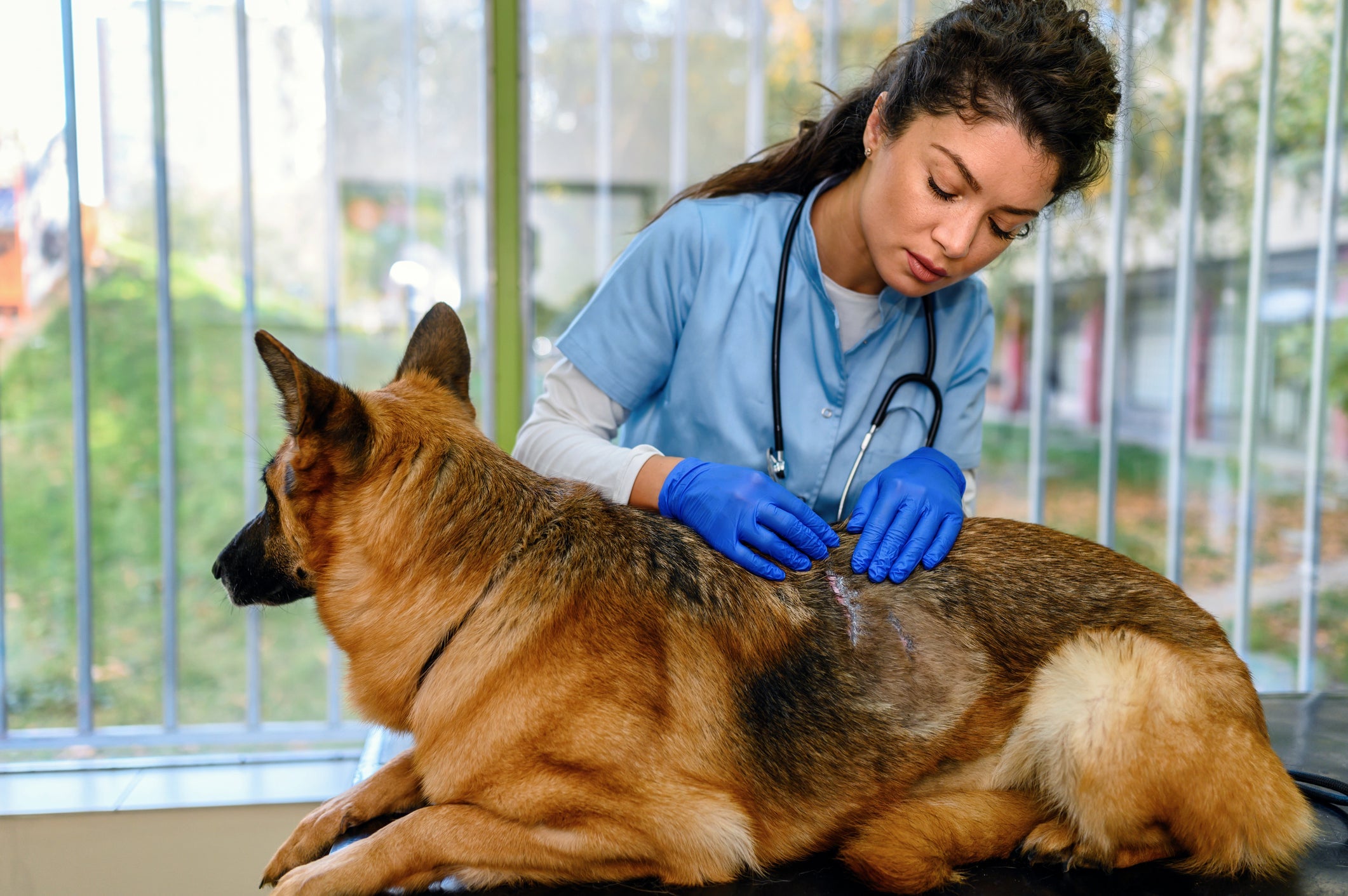 Ao notar qualquer alteração na pele do seu cachorro, é essencial procurar um médico veterinário
