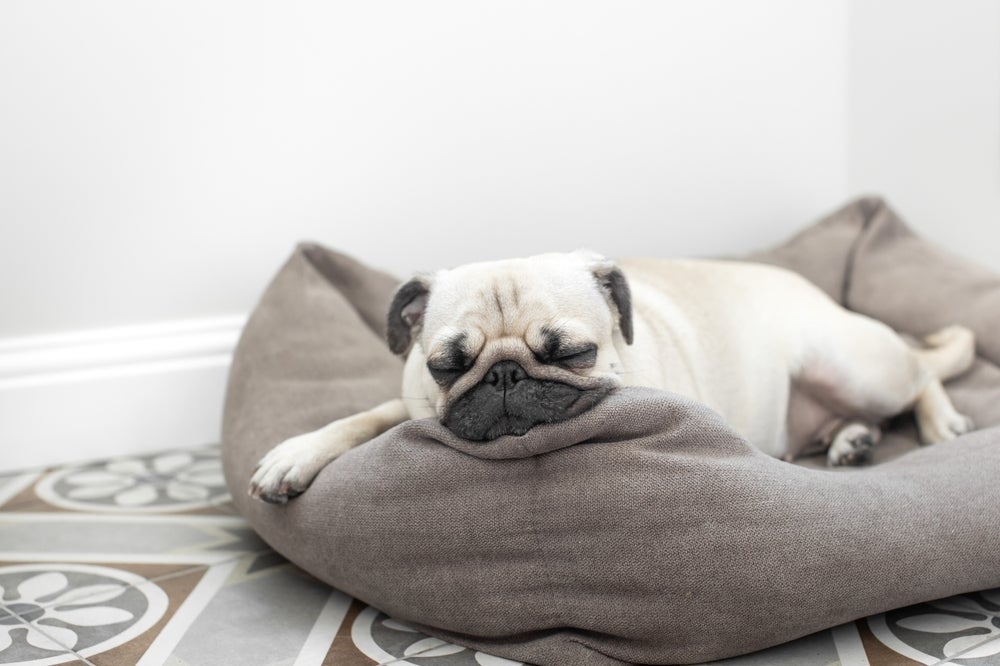 O Pug é um cãozinho pouco ativo que valoriza os momentos de relaxamento