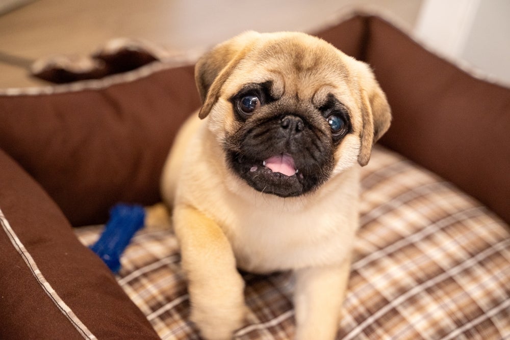 O Pug é um cãozinho que não precisa de exercícios intensos na rotina