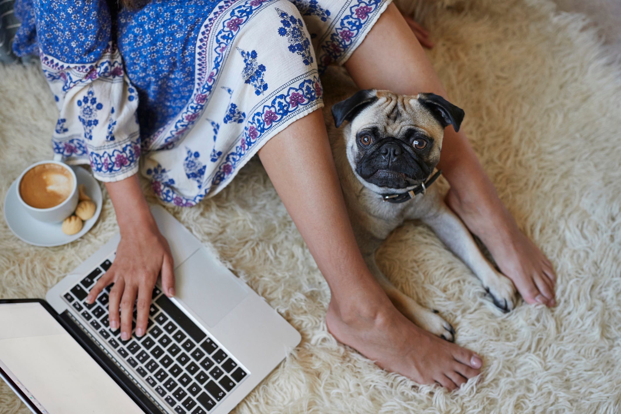 O Pug vai ficar coladinho em você durante o expediente