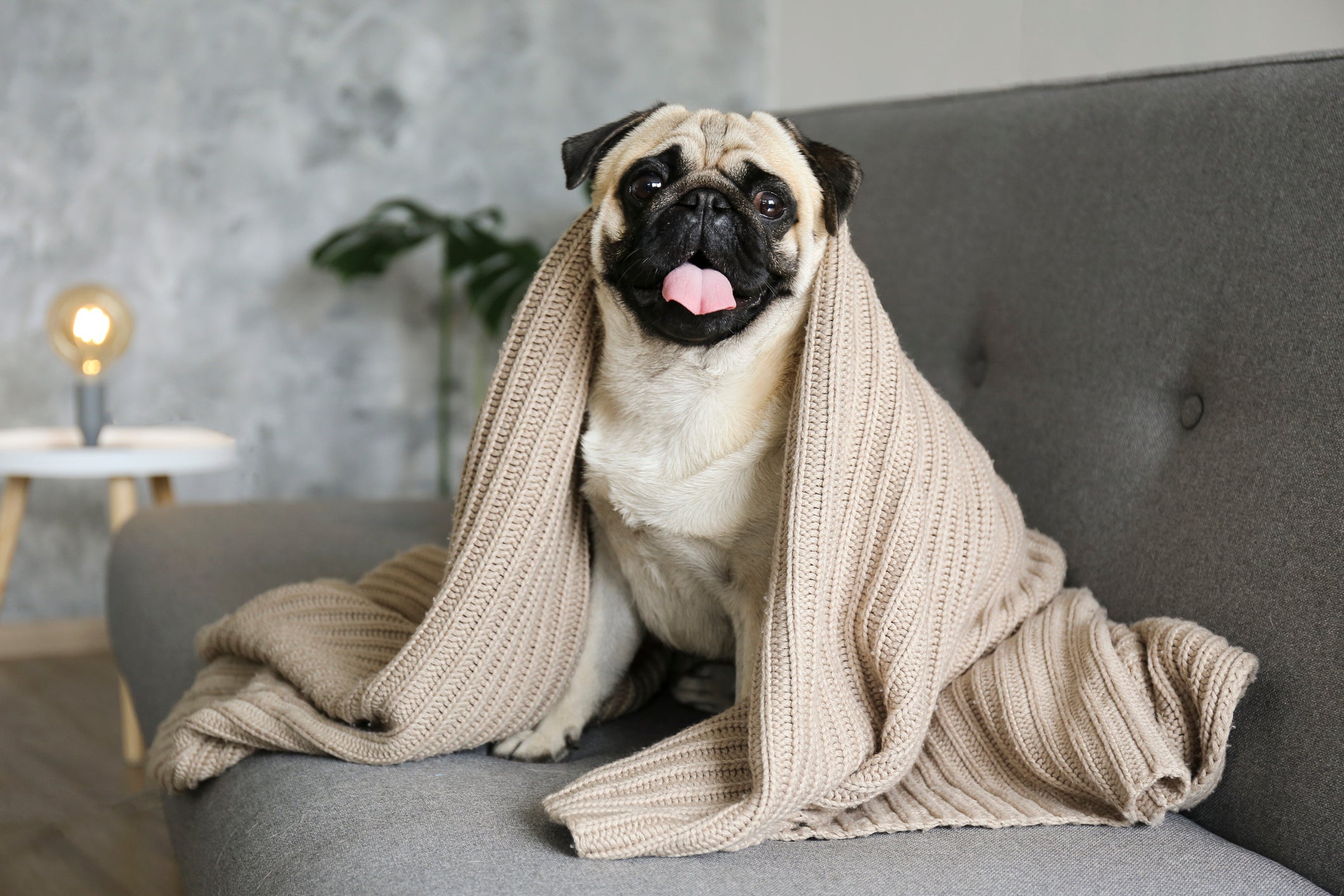 O Pug pode ser considerado um cachorro que não late tanto