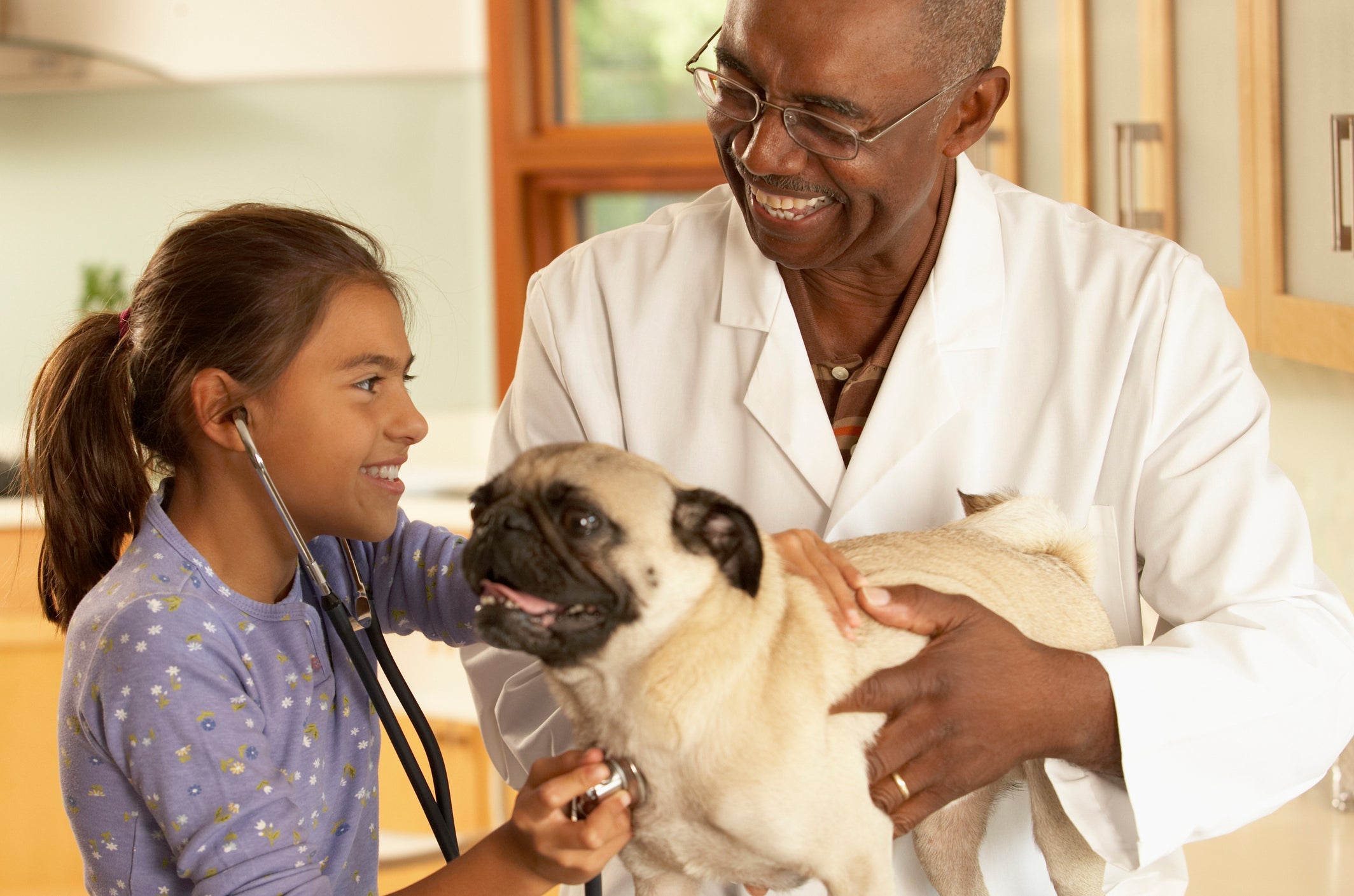 O Pug é um cachorro extremamente dócil e cheio de amor