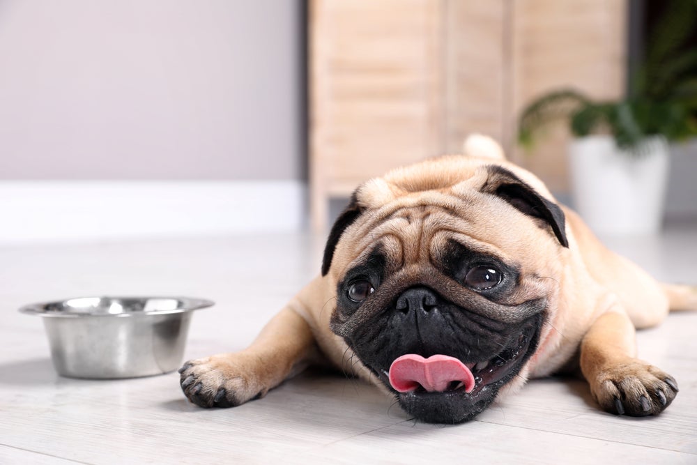 Ter um cão Pug em casa é sinônimo de alegria