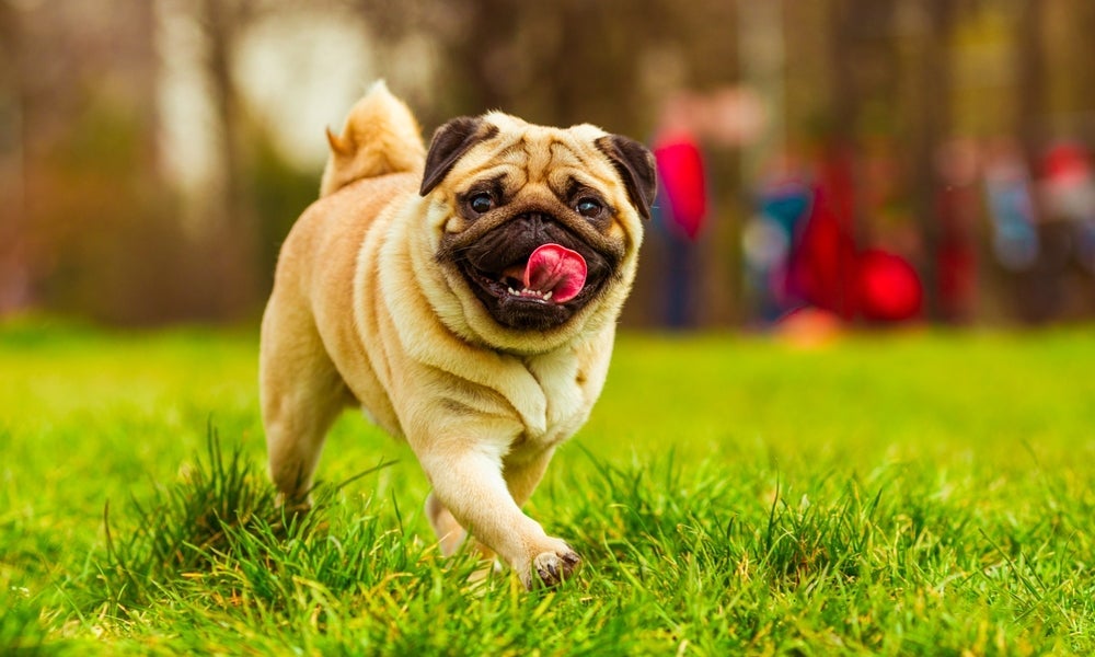 O Pug está sempre pronto para receber uma visita com muita simpatia e gentileza