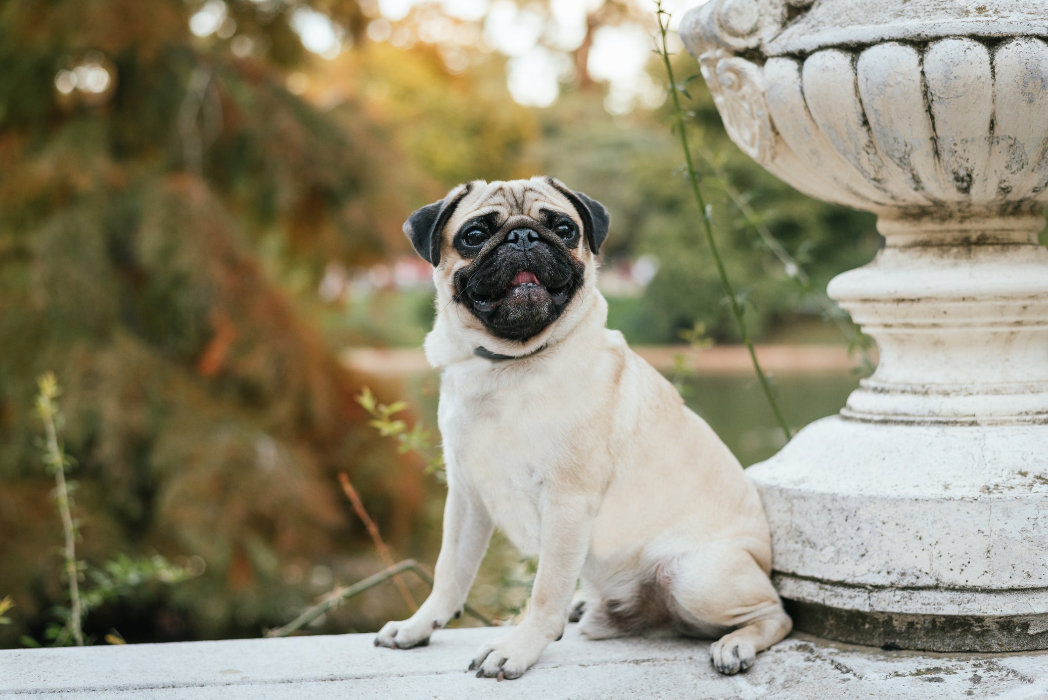 O Pug é uma raça de cachorro braquicefálico e seus problemas respiratórios dificultam a mordida