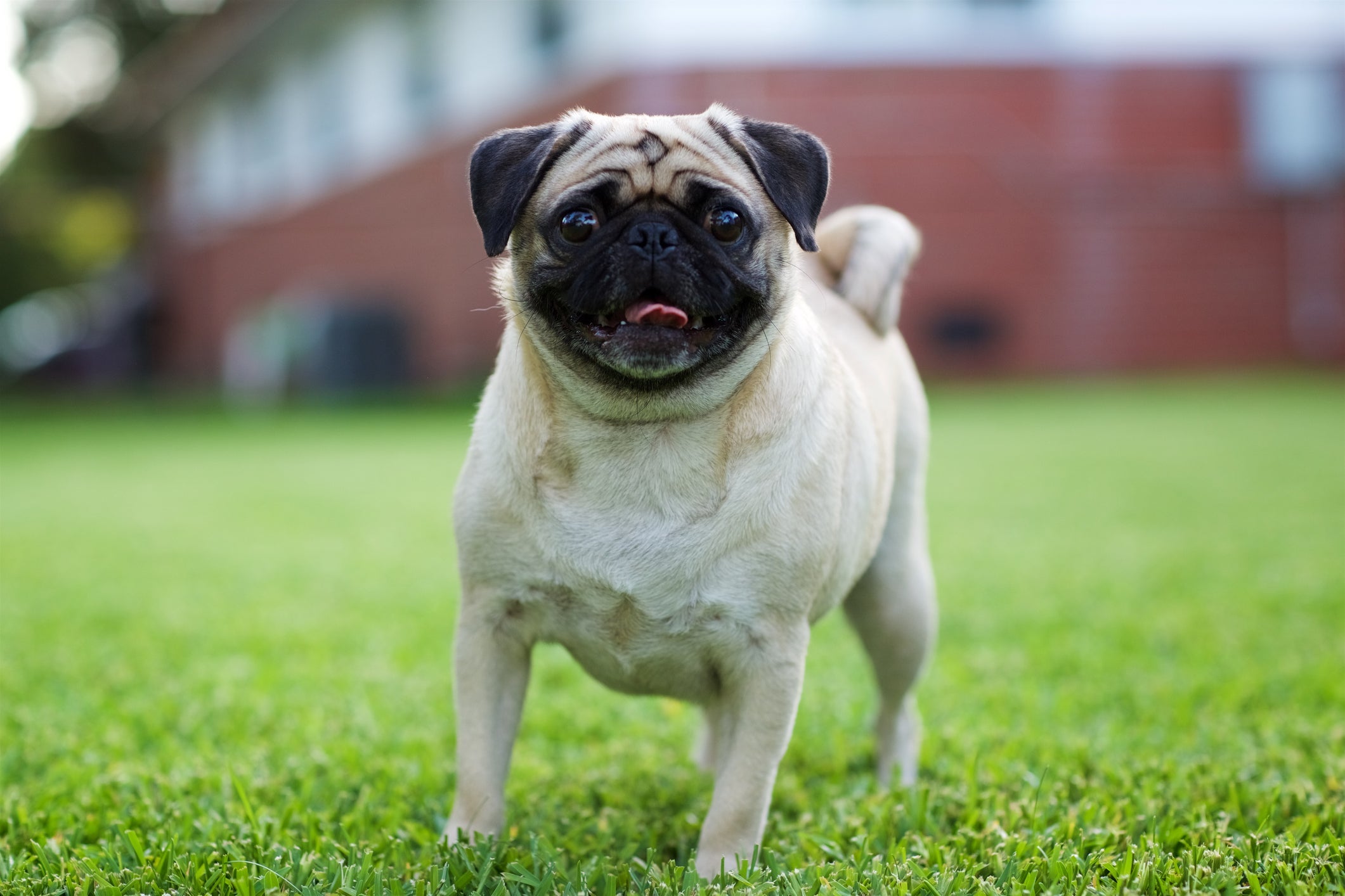 O Pug é uma raça que pode sofrer com problemas de saúde