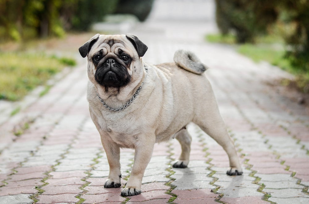 Pequeno e brincalhão, o Pug é um cãozinho que tem rugas no rosto