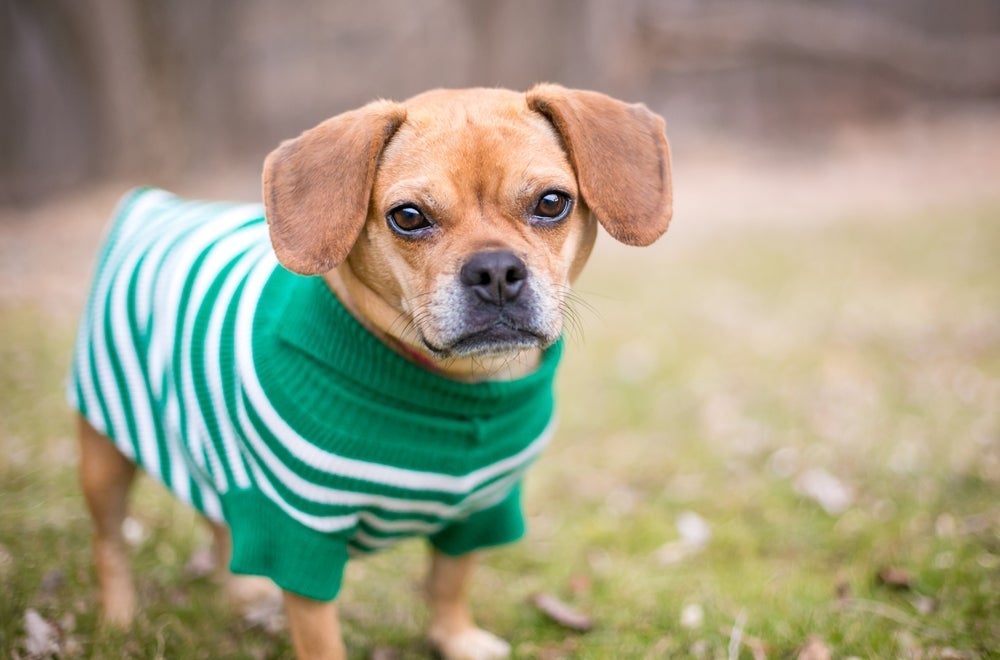 O Puggle possui uma expressão facial encantadora