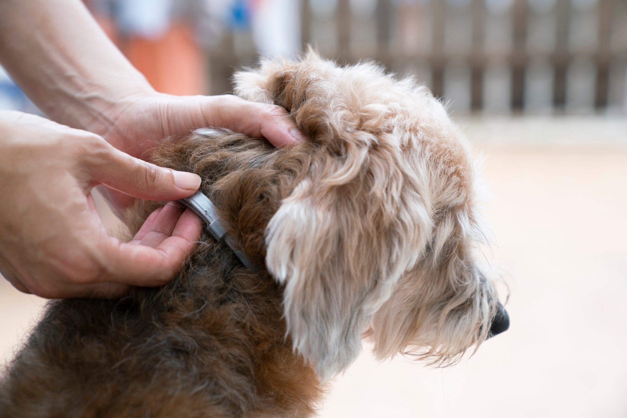 As coleiras antipulgas previnem novas infestações no cachorro