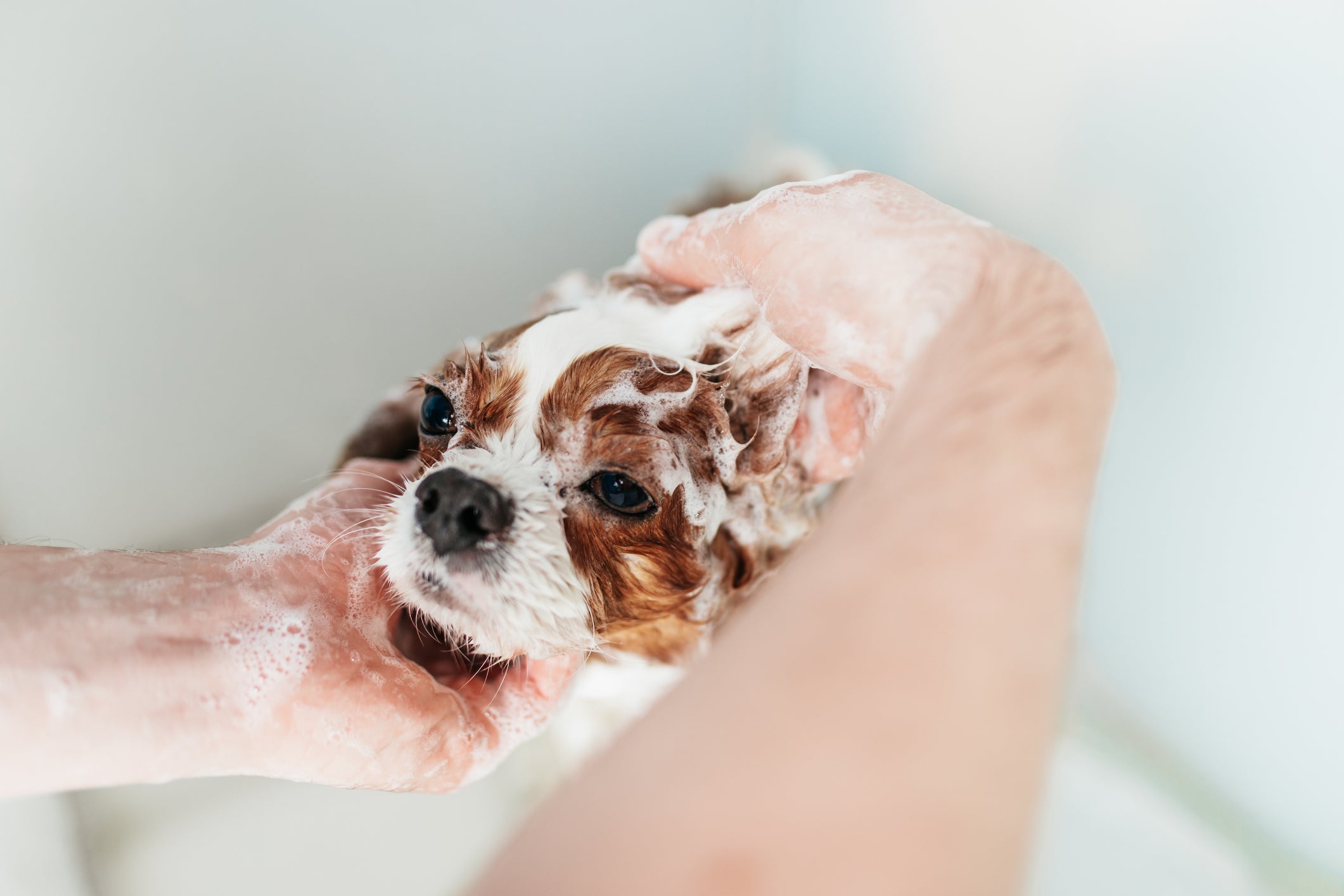 Como acabar com as pulgas do meu cachorro: o shampoo antipulgas é uma das principais soluções